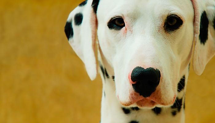 A Inteligência Emocional do meu cachorro…